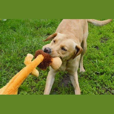 Happy Pet Wild Crinkler Leeuw