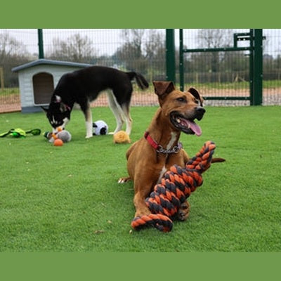 Happy Pet Nuts For Knots Extreme Spoel 8 Vorm Tugger Grijs / Oranje