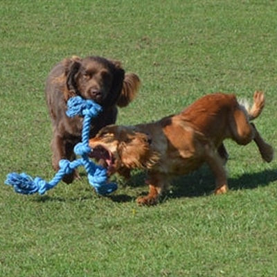 Happy Pet Flossin Fun 3 Knoop